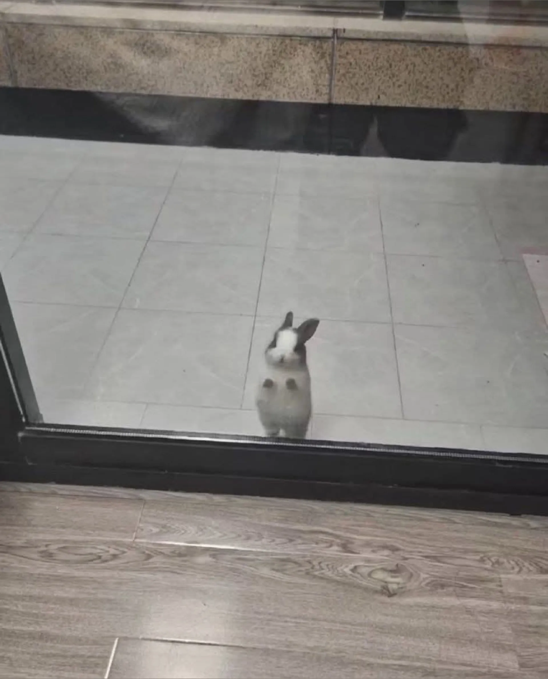 bunnygirl_emma OnlyFans header