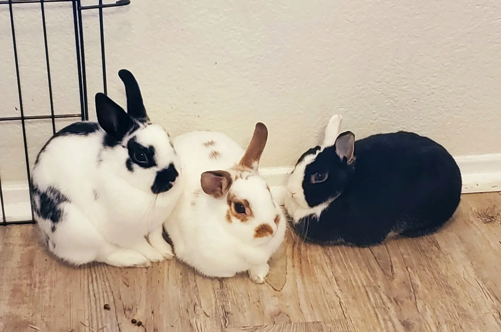 🌈Bunny Oasis🐇🌴 OnlyFans header