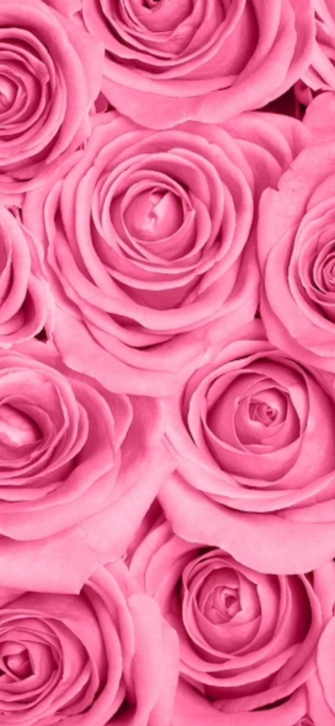 C H A N E L OnlyFans header