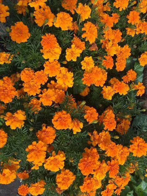 Bunnytrix OnlyFans header