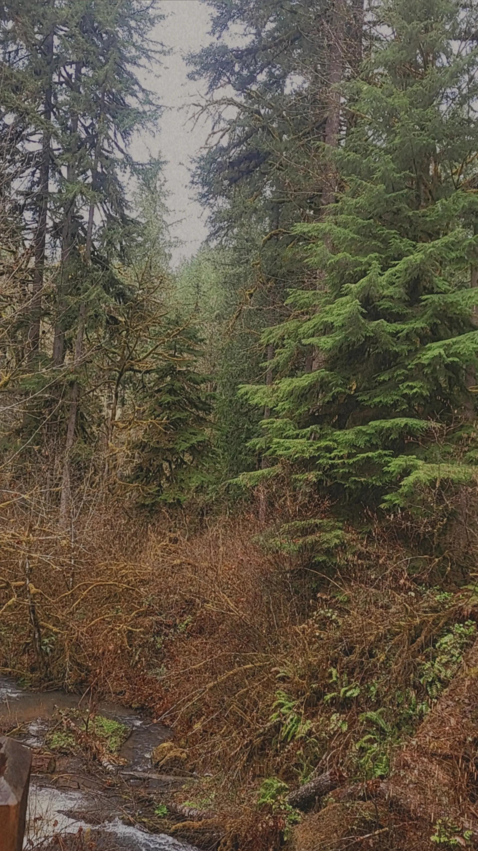 Burning~Sage OnlyFans header