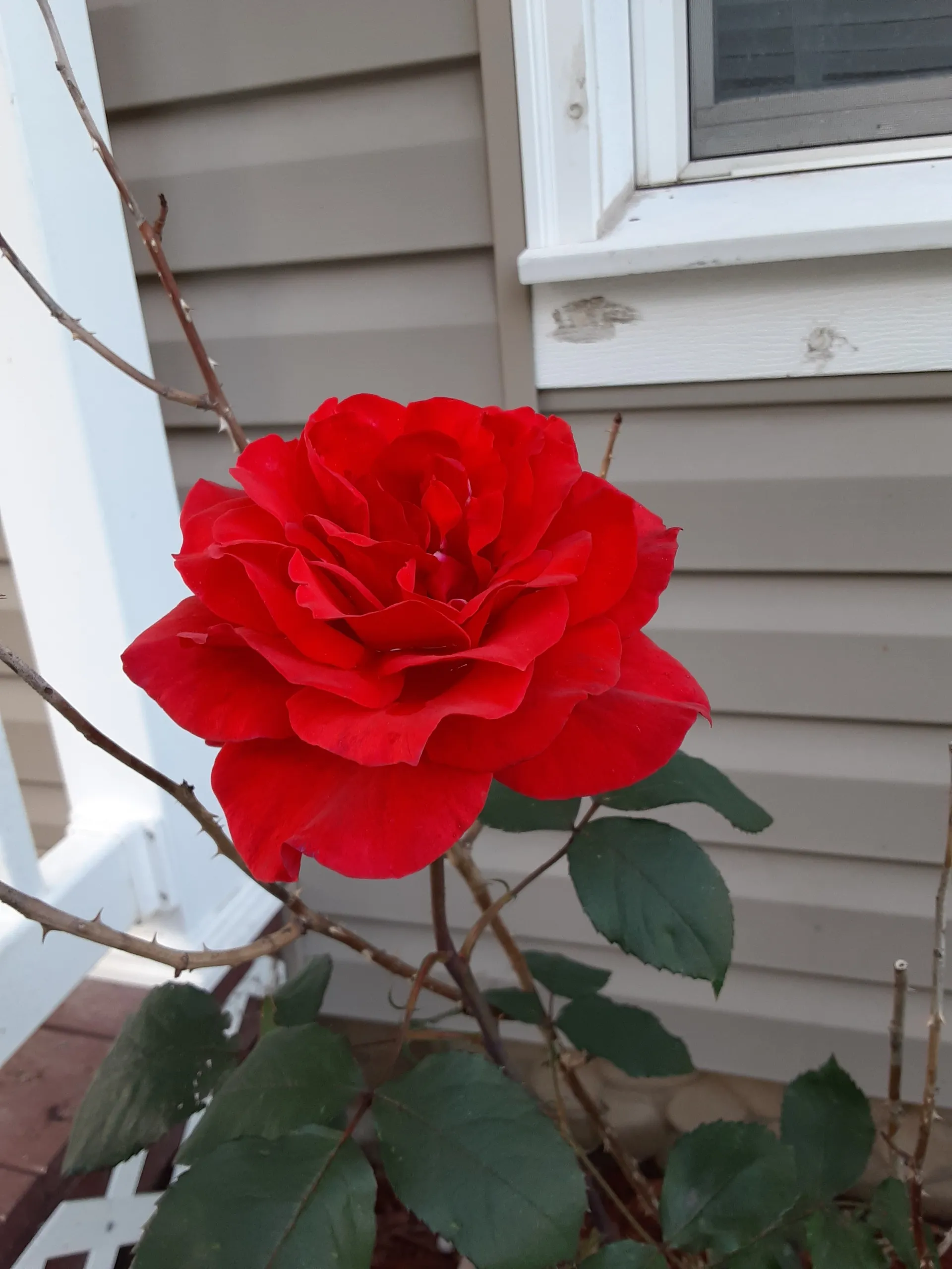 Hazel ann OnlyFans header