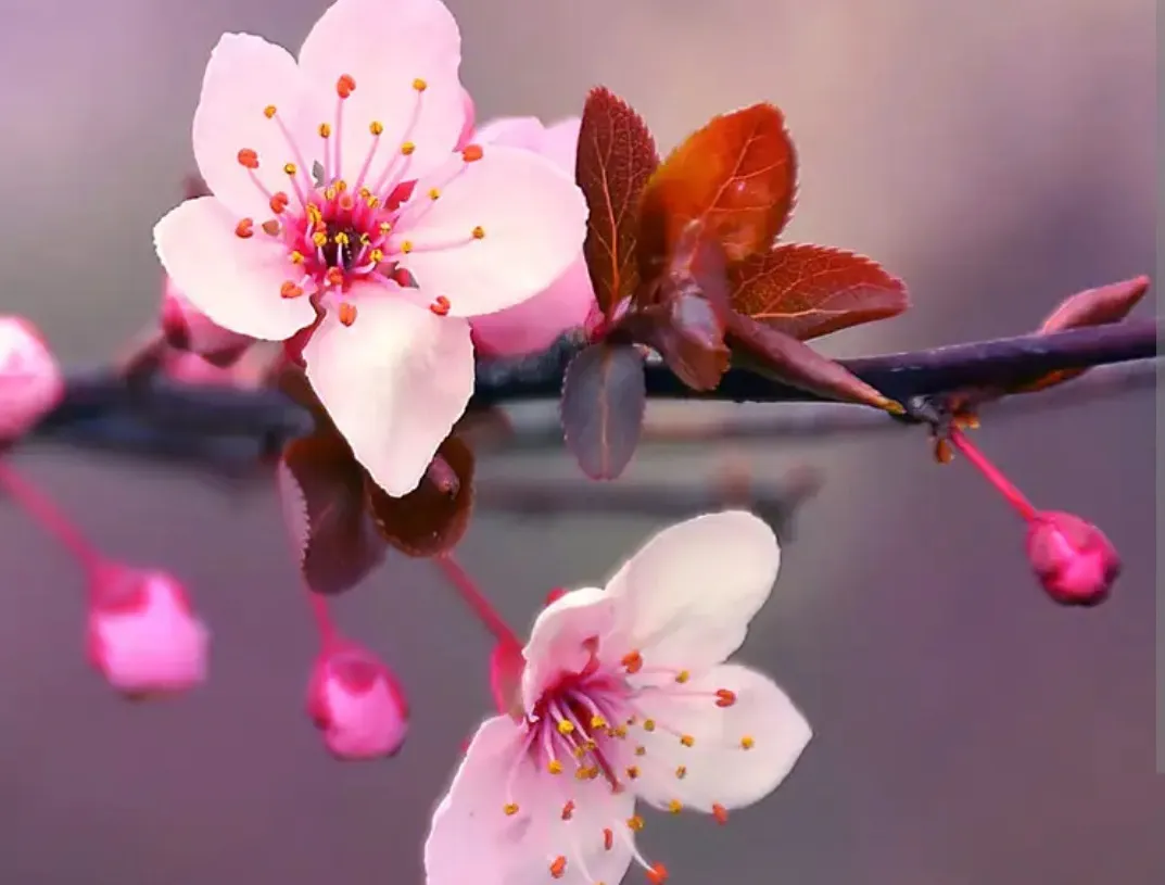 BustyBlossom🌸 OnlyFans header