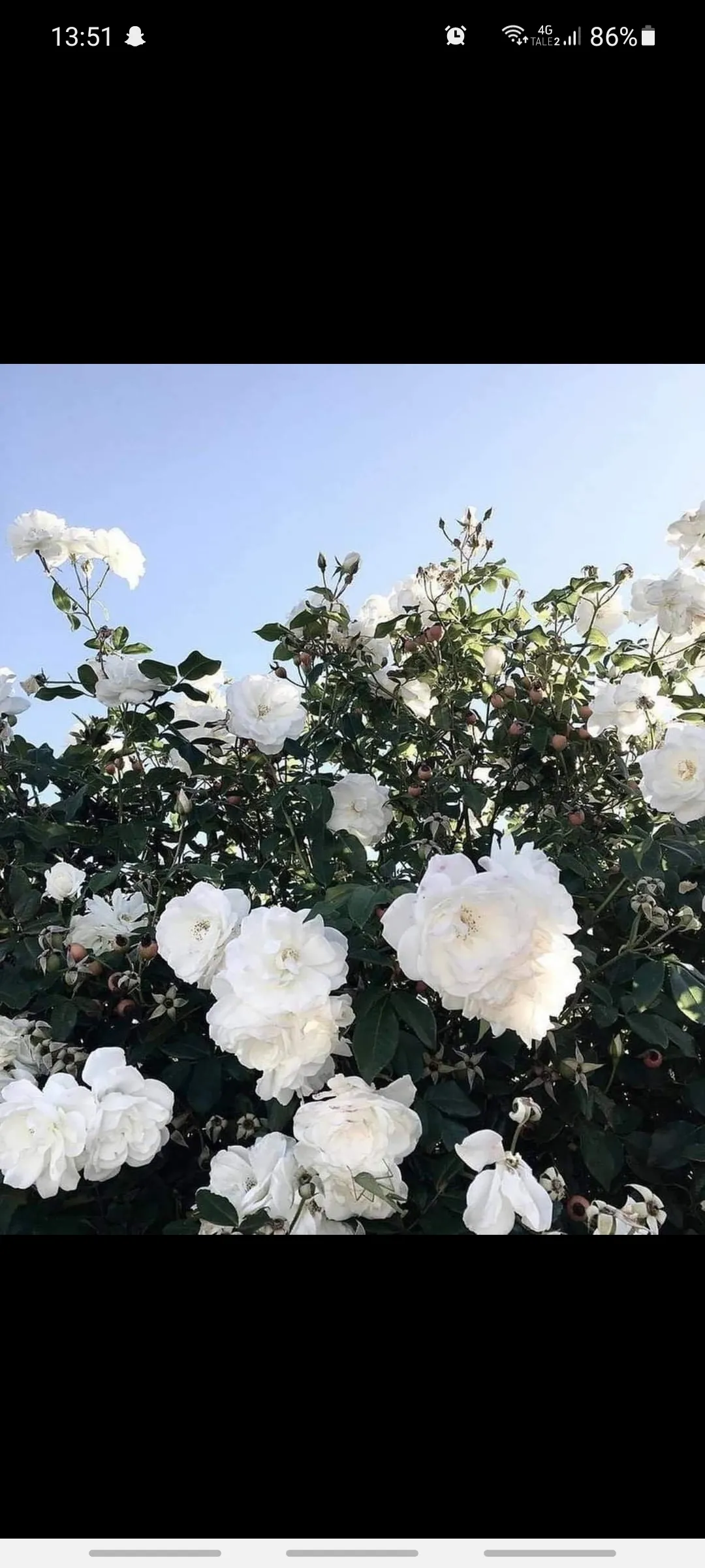 Benni OnlyFans header