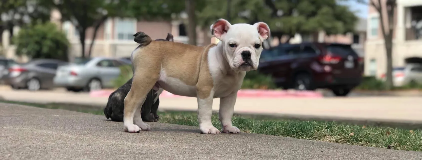 Buttttamuffins OnlyFans header