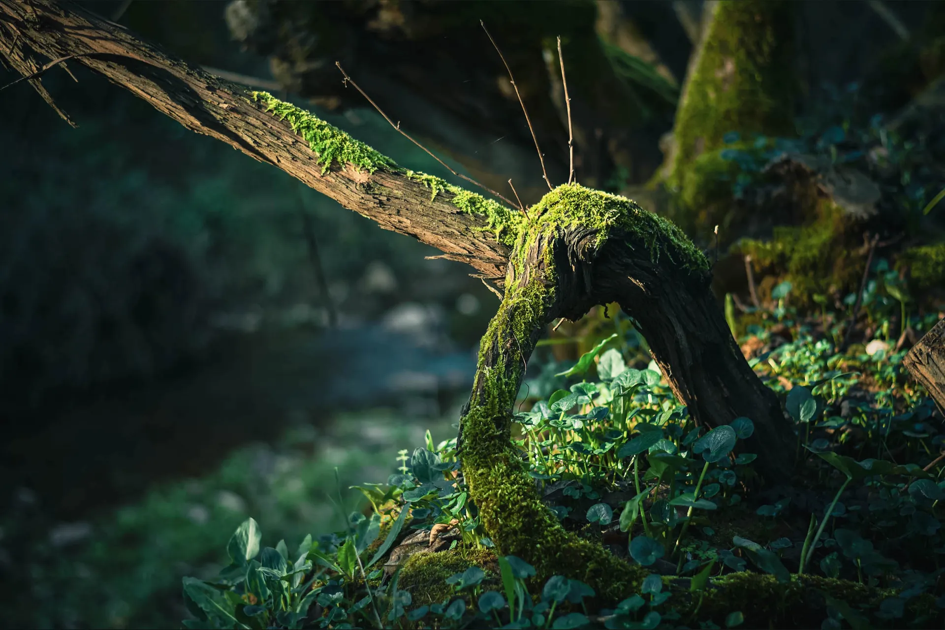 BuxDelight OnlyFans header