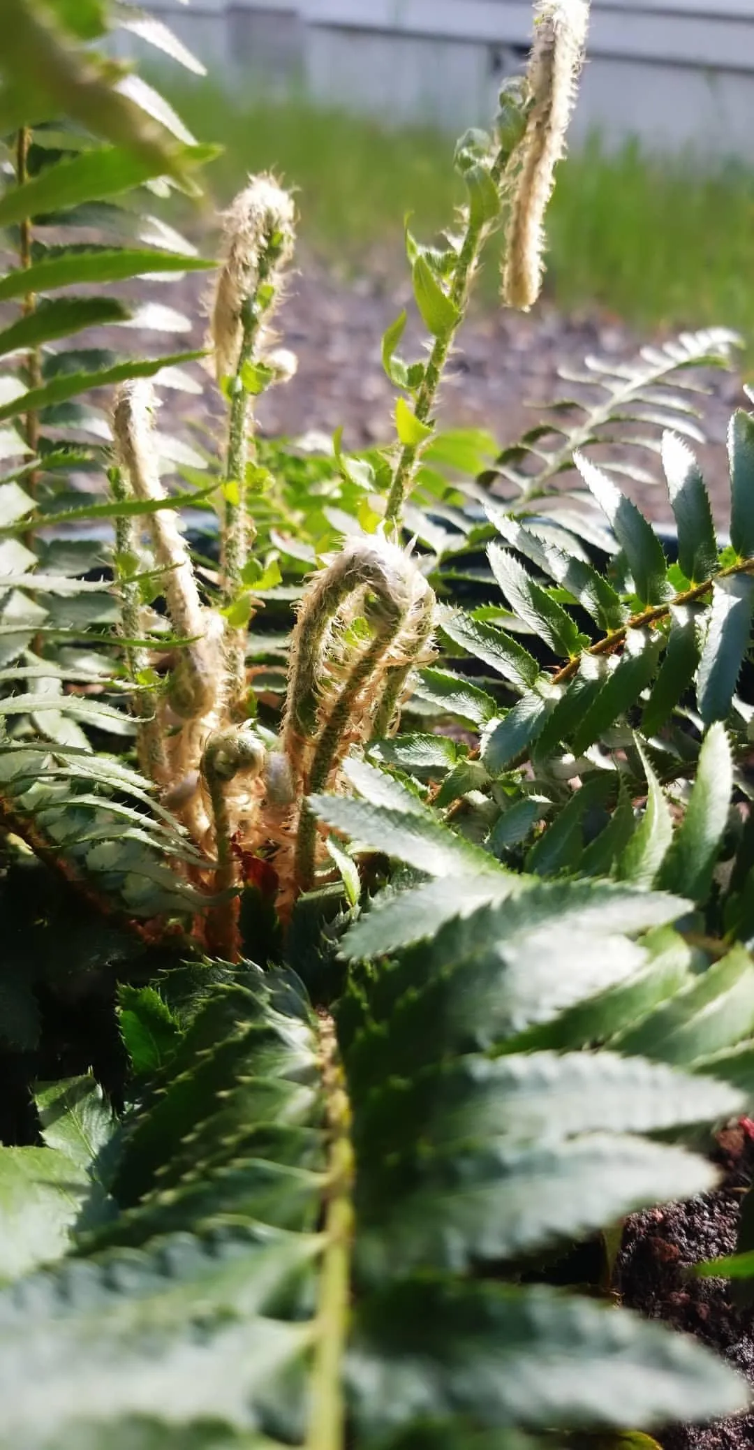 OfMilk&amp;Honey OnlyFans header