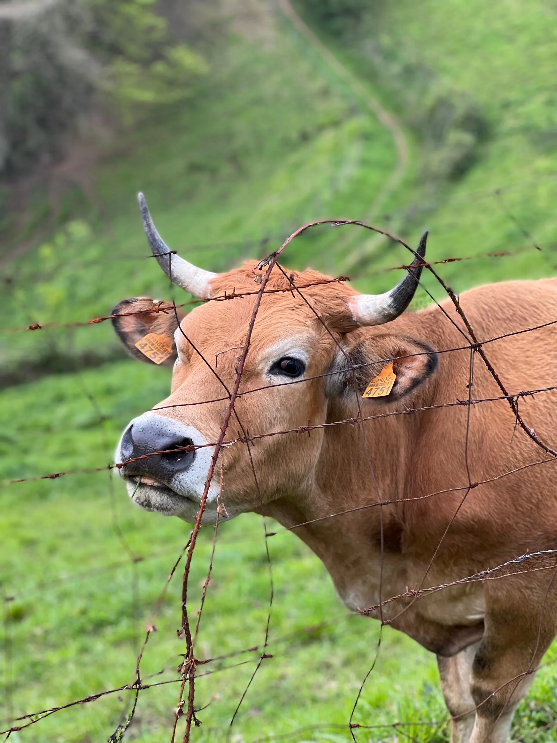 caritoysuaparato OnlyFans header