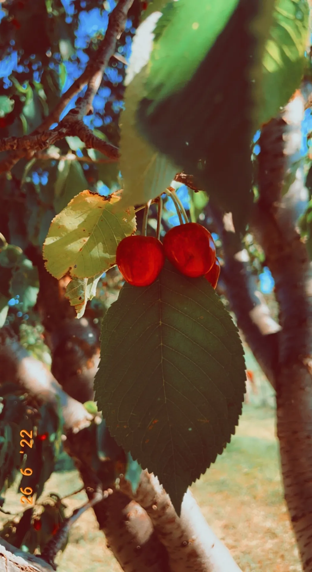 chey pie 🍒 OnlyFans header