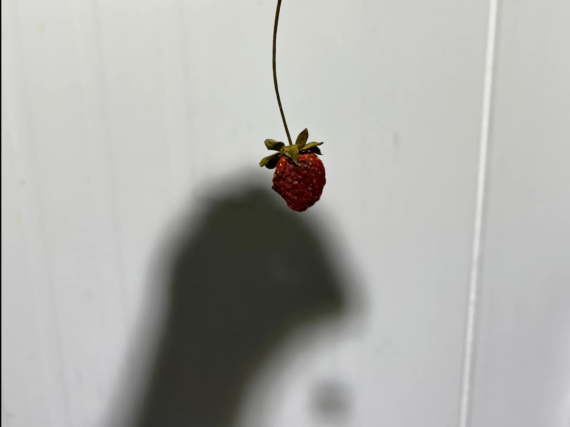 Cröw OnlyFans header