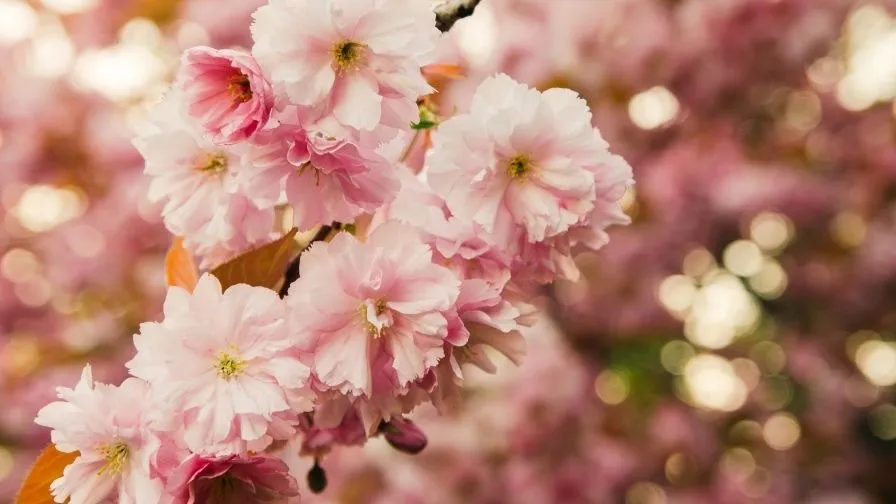 Cute Kissy OnlyFans header