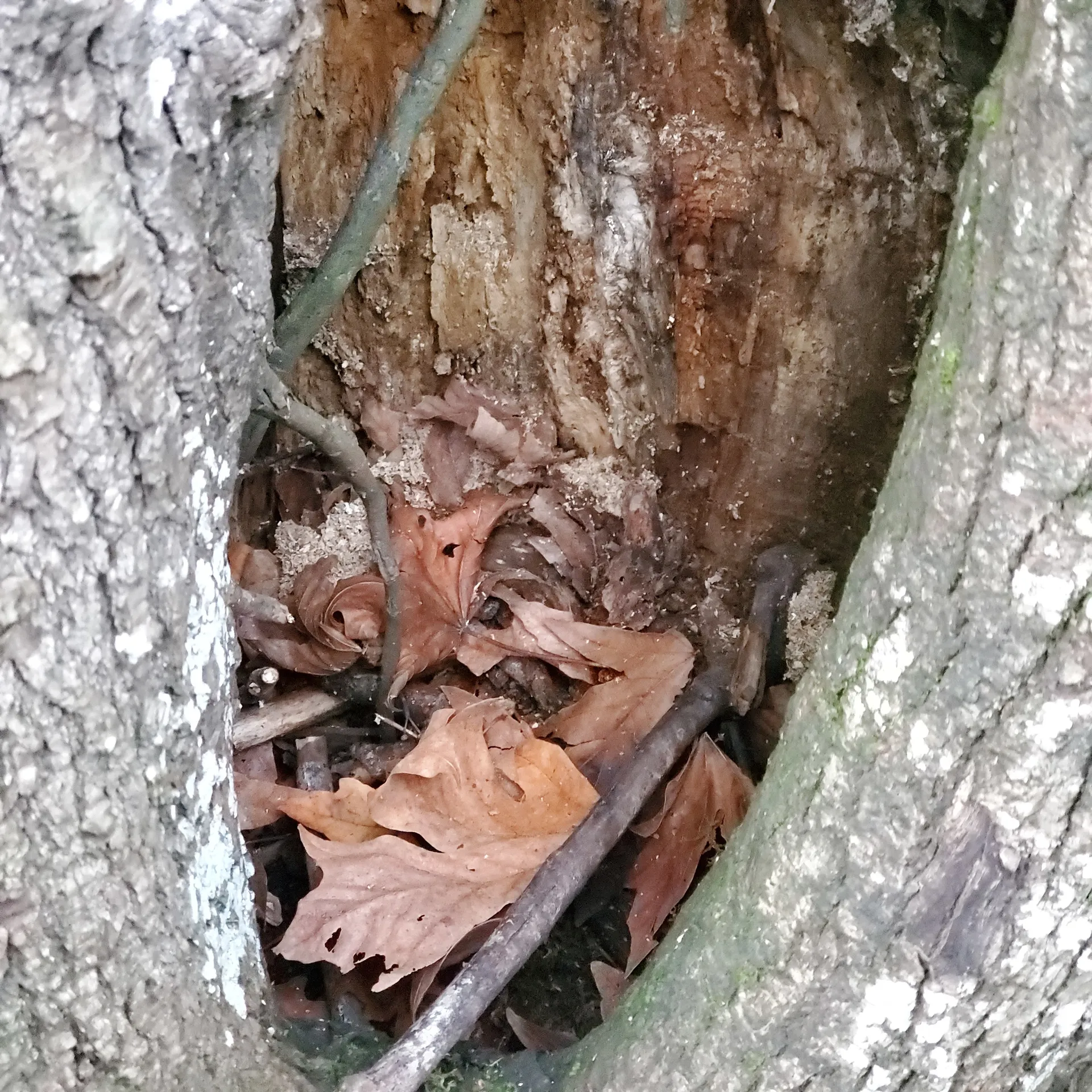 Daberella OnlyFans header