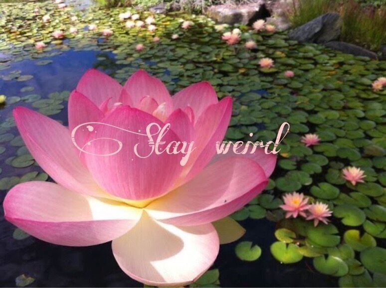 𝙆𝙞 ✿ OnlyFans header