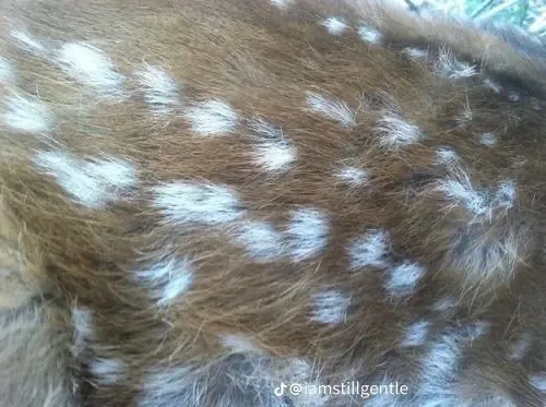 𝔰 𝔠 OnlyFans header