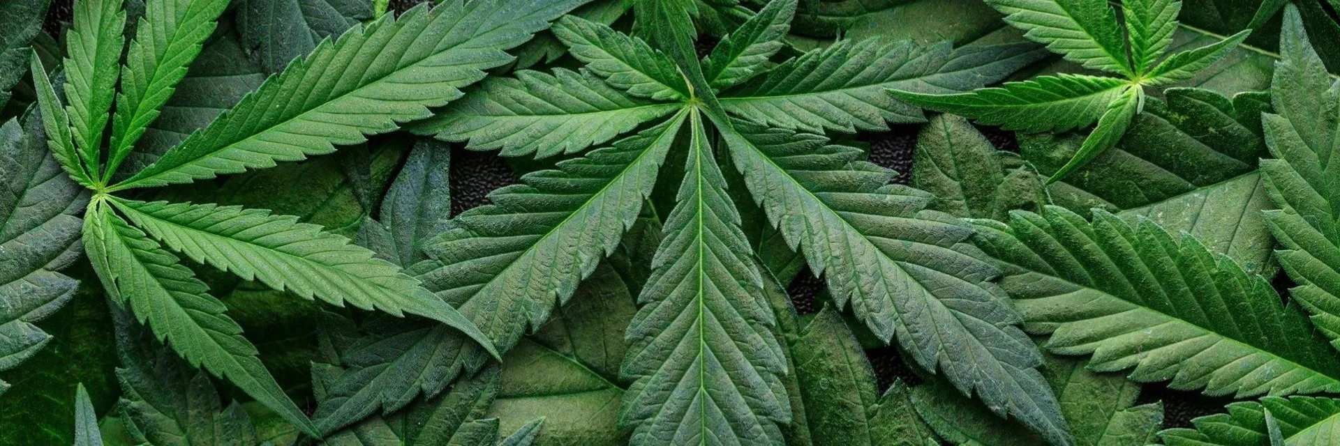 Lucy Deveraux OnlyFans header