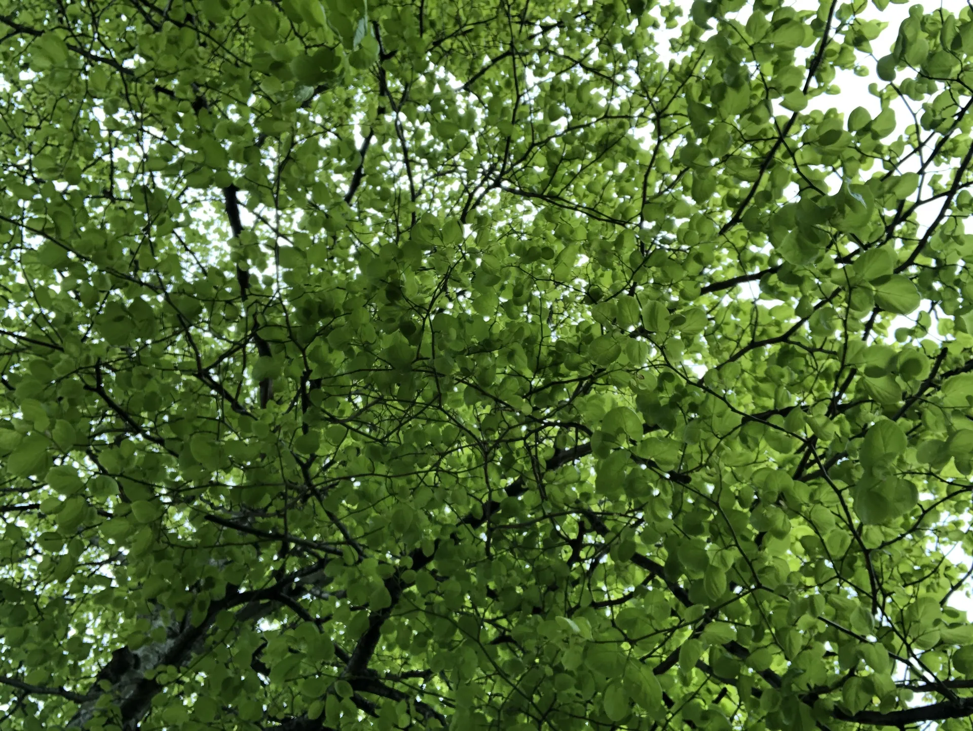 dominique 🌱 OnlyFans header