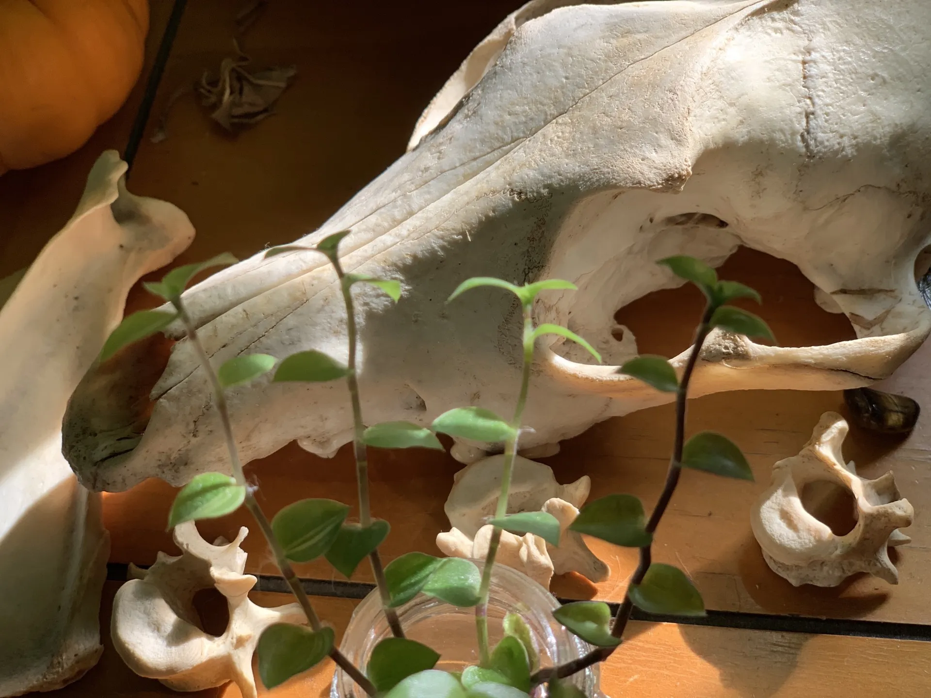 pup 🌿 OnlyFans header