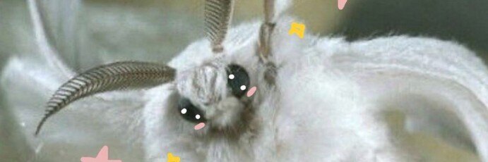 𝐸𝒹𝑒𝓃 ⸸ 𝚂𝚎𝚖𝚎𝚗 𝙳𝚎𝚖♡𝚗 ⸸ OnlyFans header