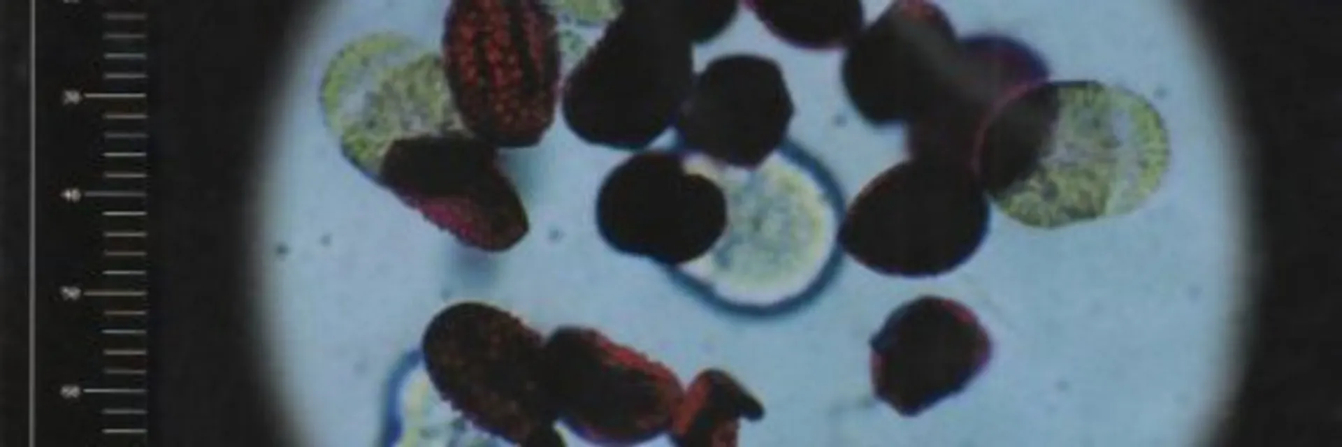 ⭒✮ 𝖊𝖑𝖆𝖎𝖓𝖊 ✮⭒ OnlyFans header