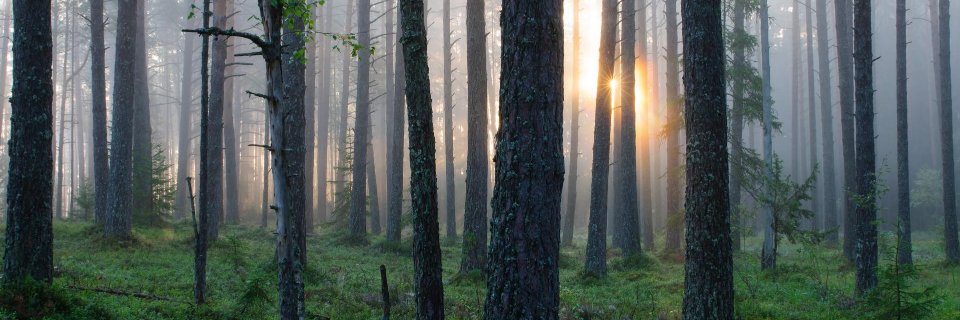 evacicada OnlyFans header