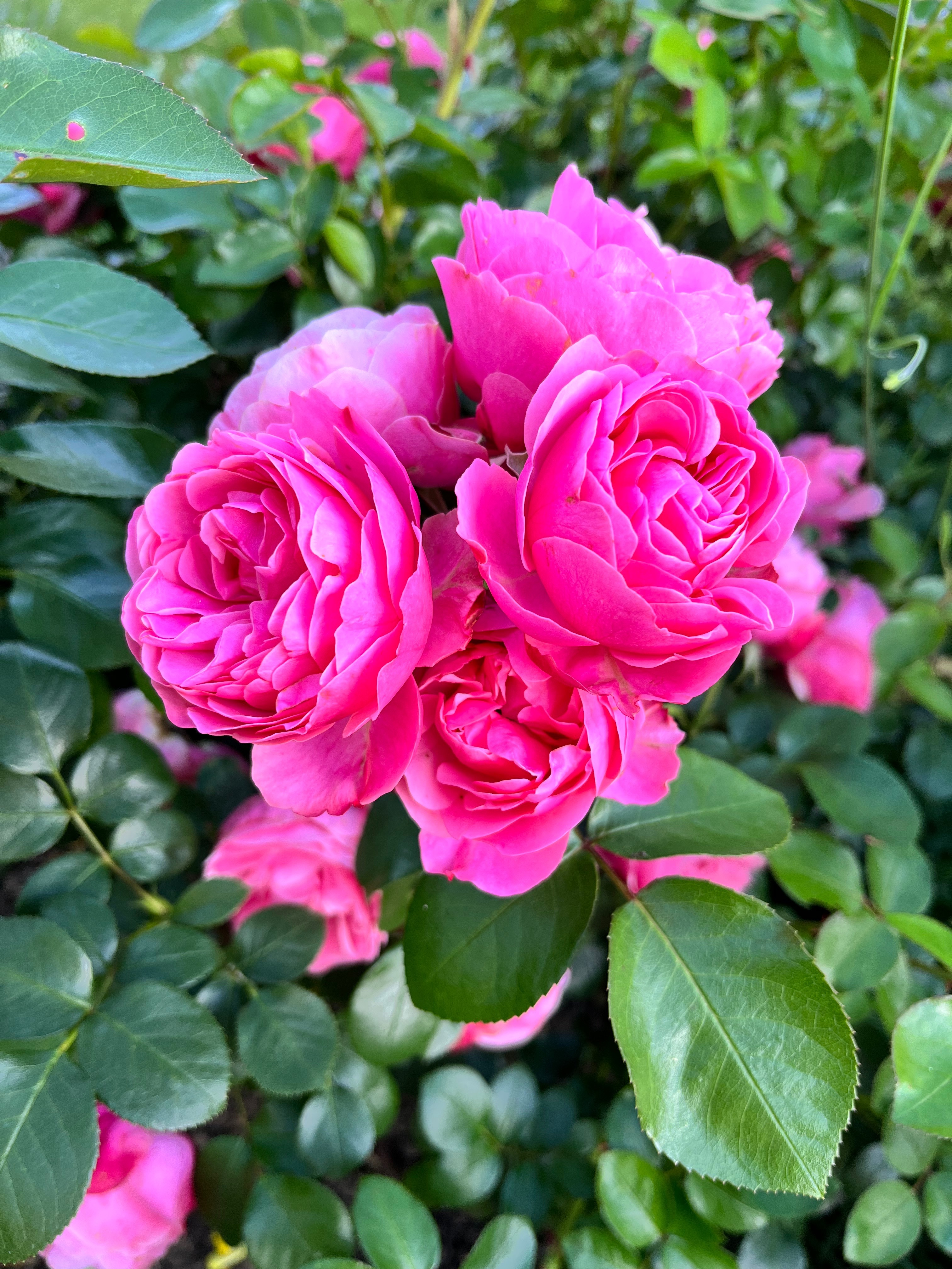 July OnlyFans header