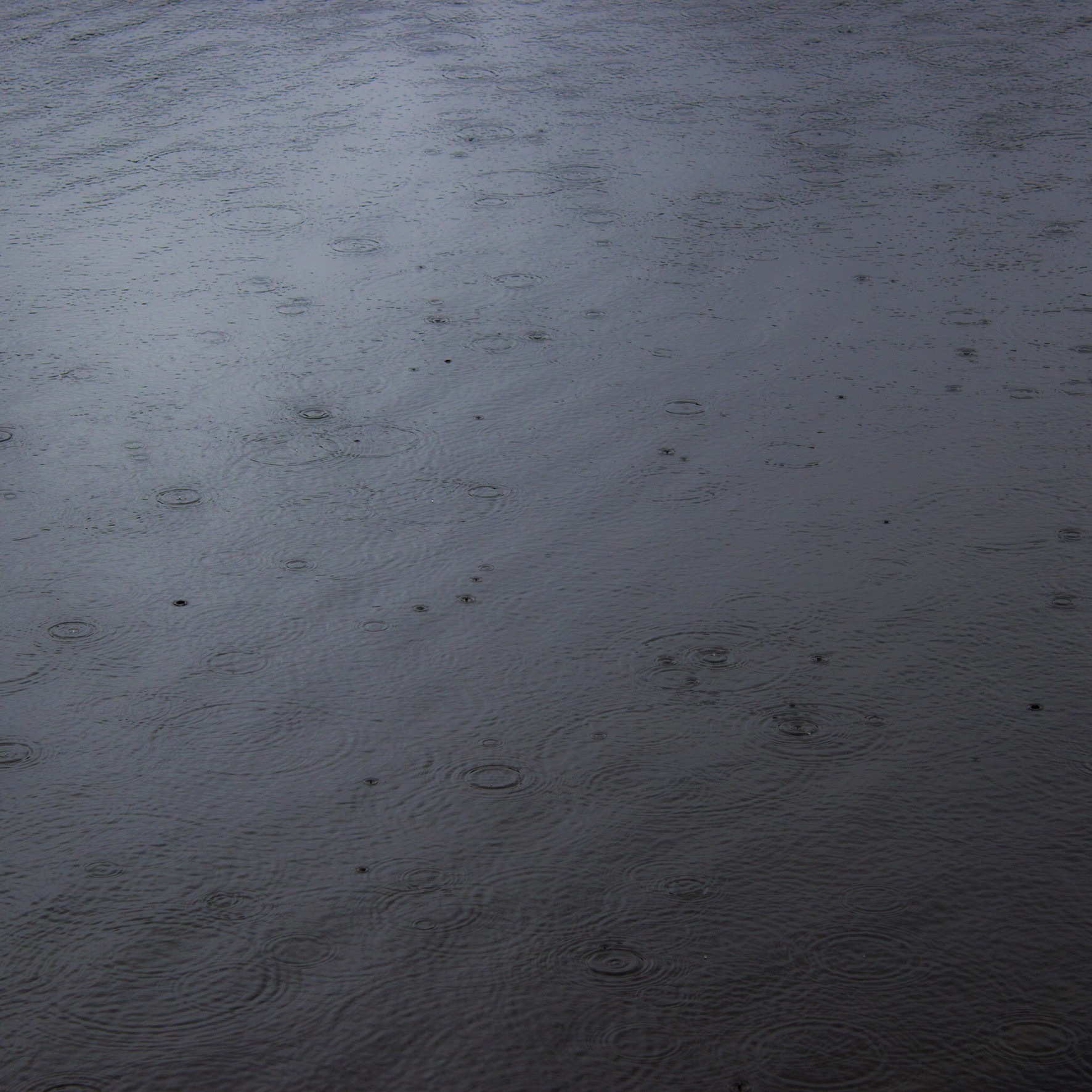 Faceless Fox OnlyFans header