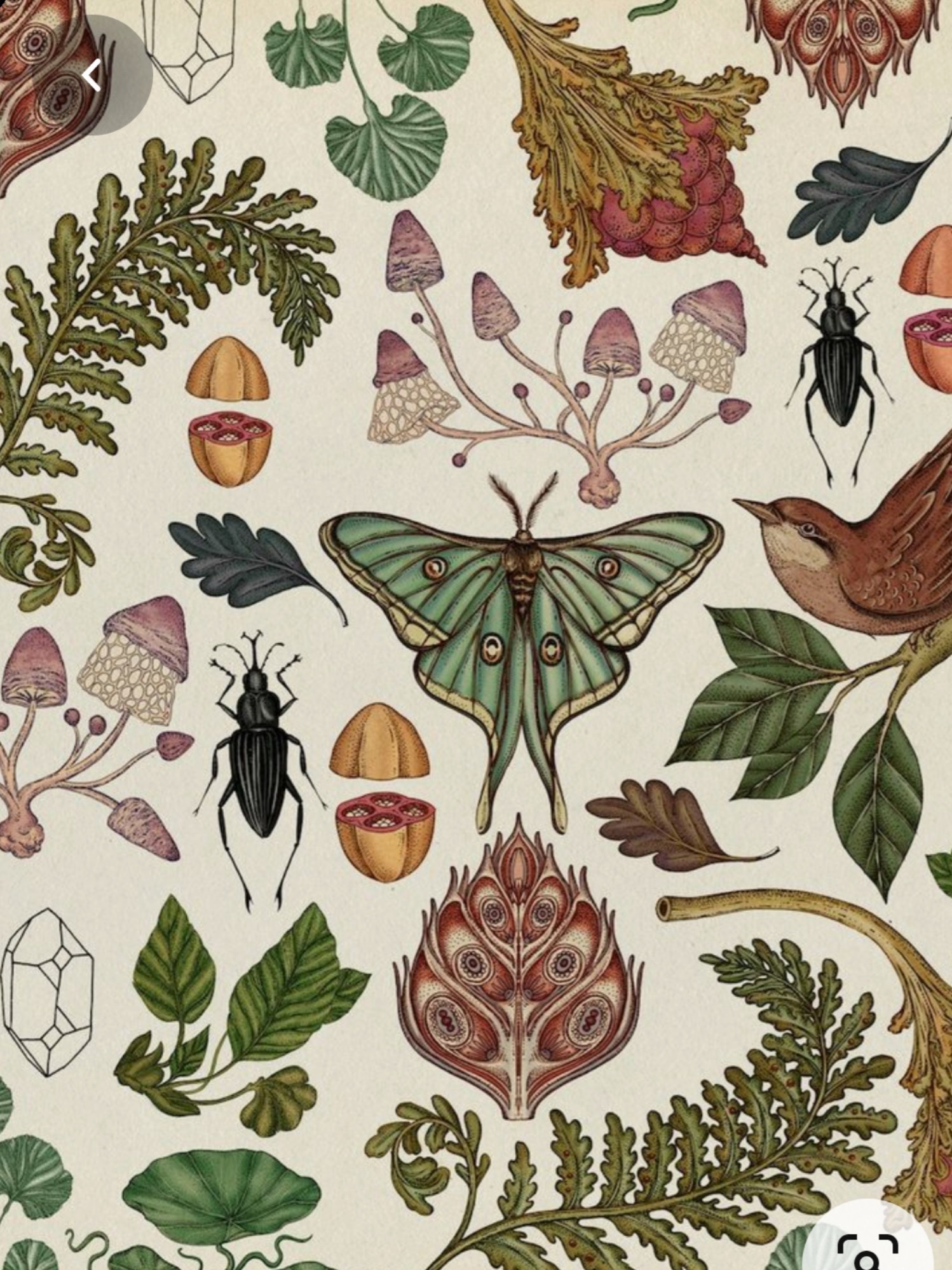 FacesOfFae OnlyFans header