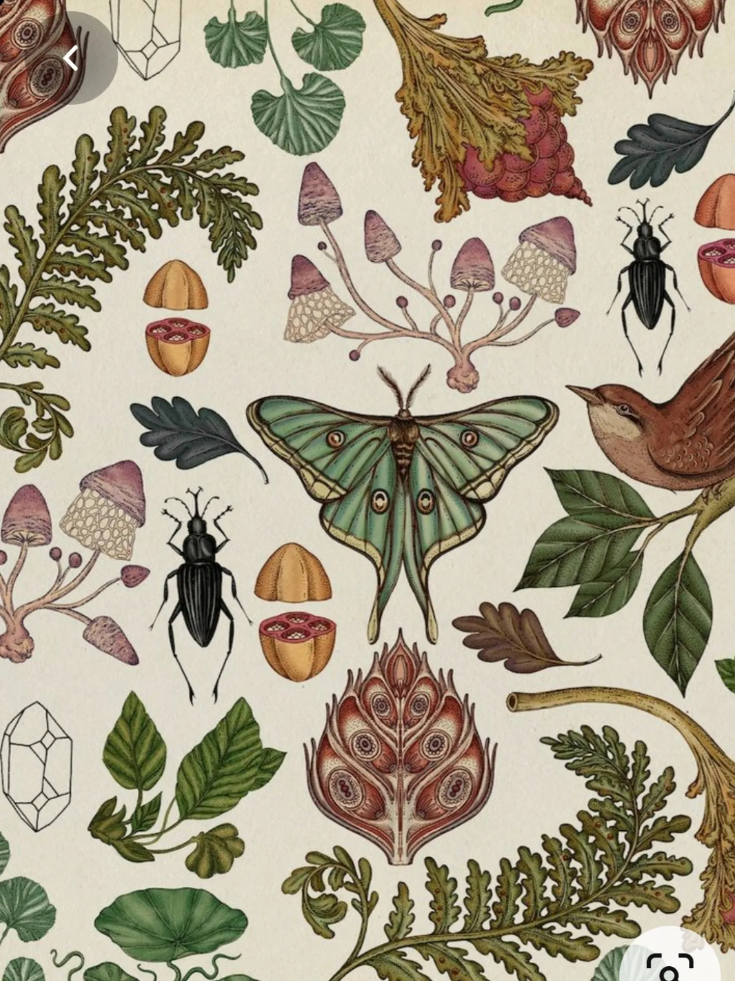 FacesOfFae OnlyFans header