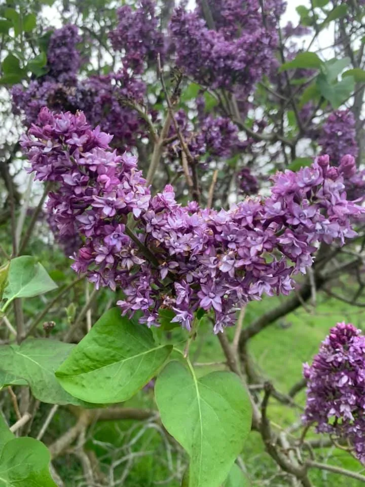 Myster OnlyFans header