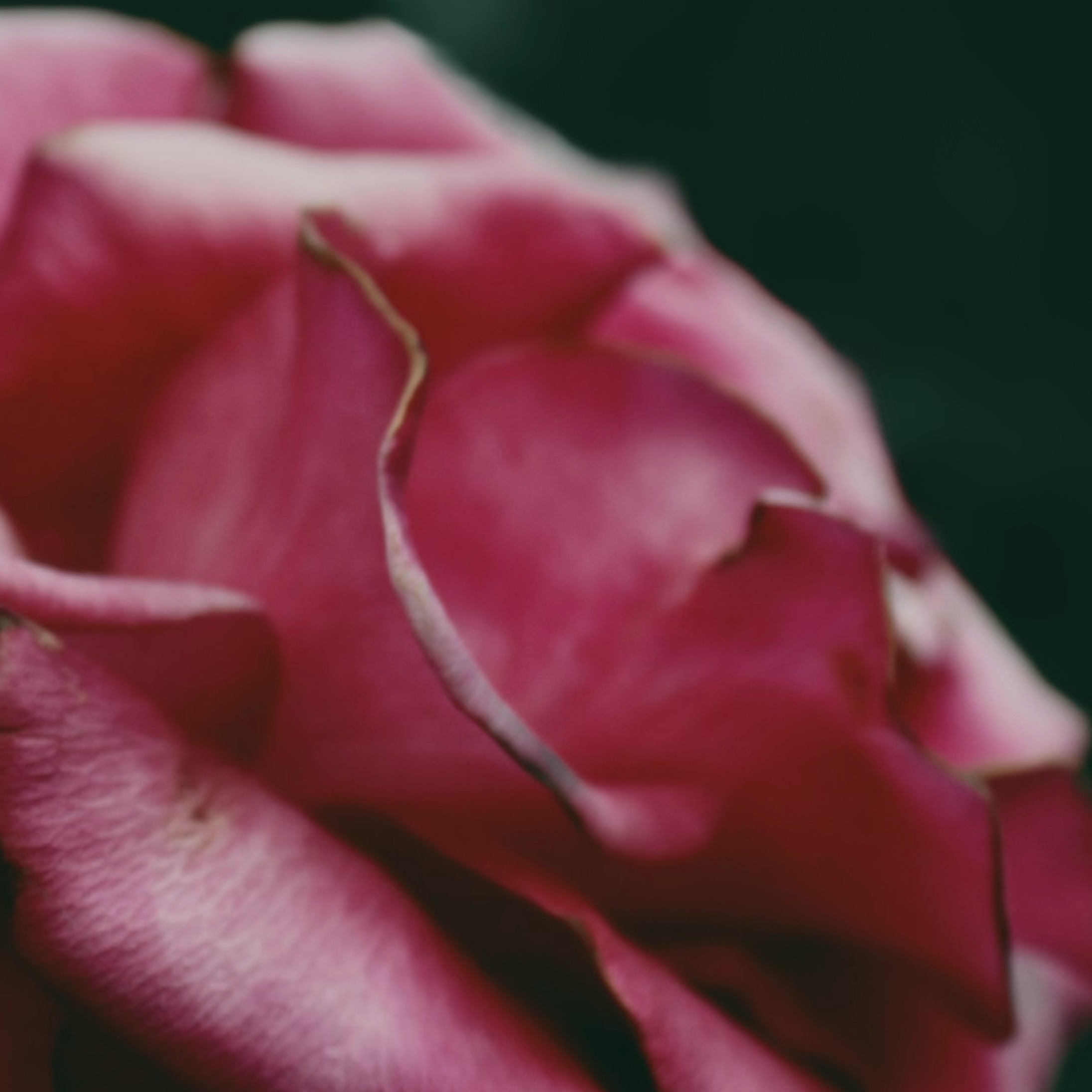 fae fux universe 🌈✨ OnlyFans