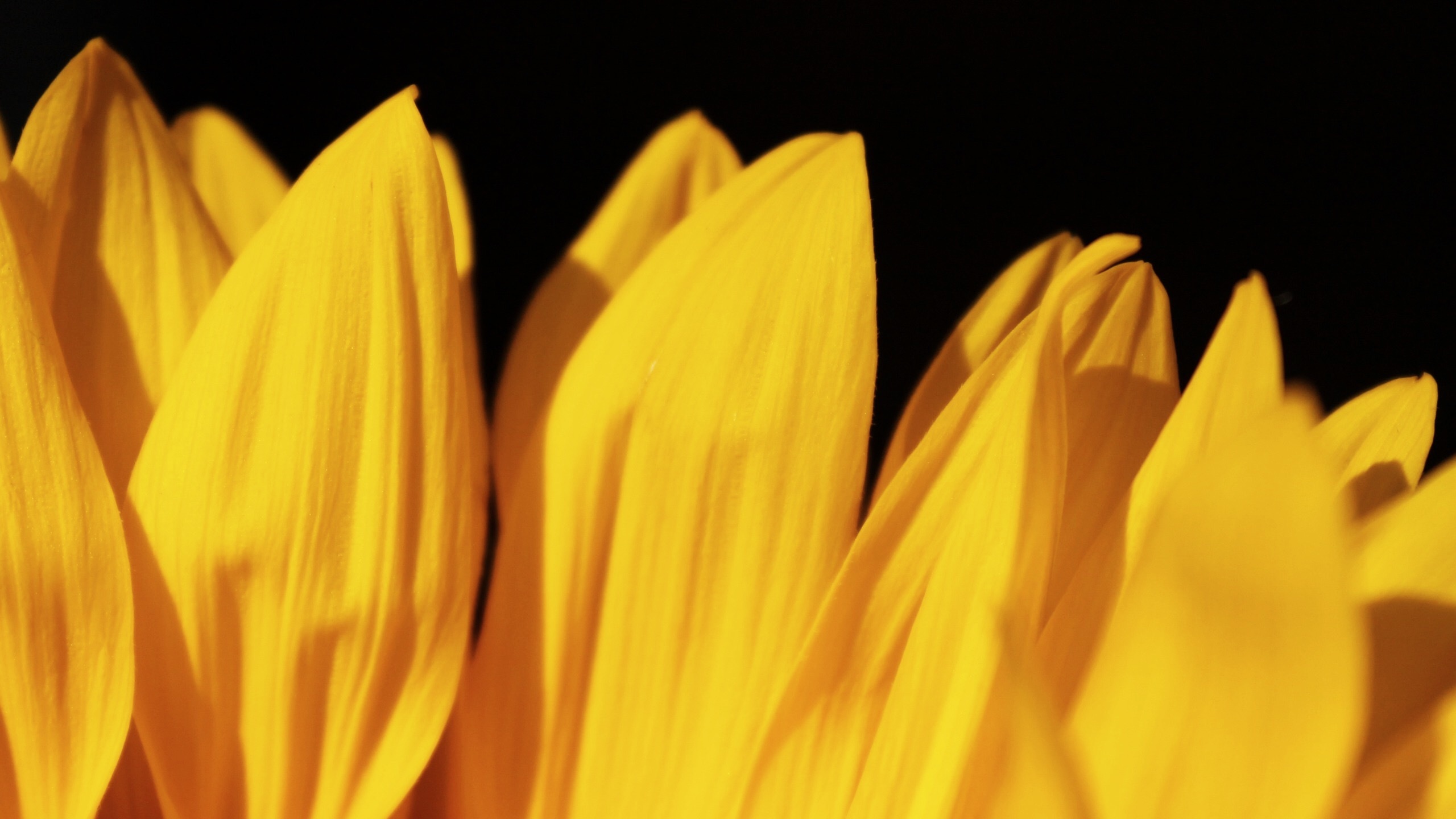 fae fux universe 🌈✨ OnlyFans header