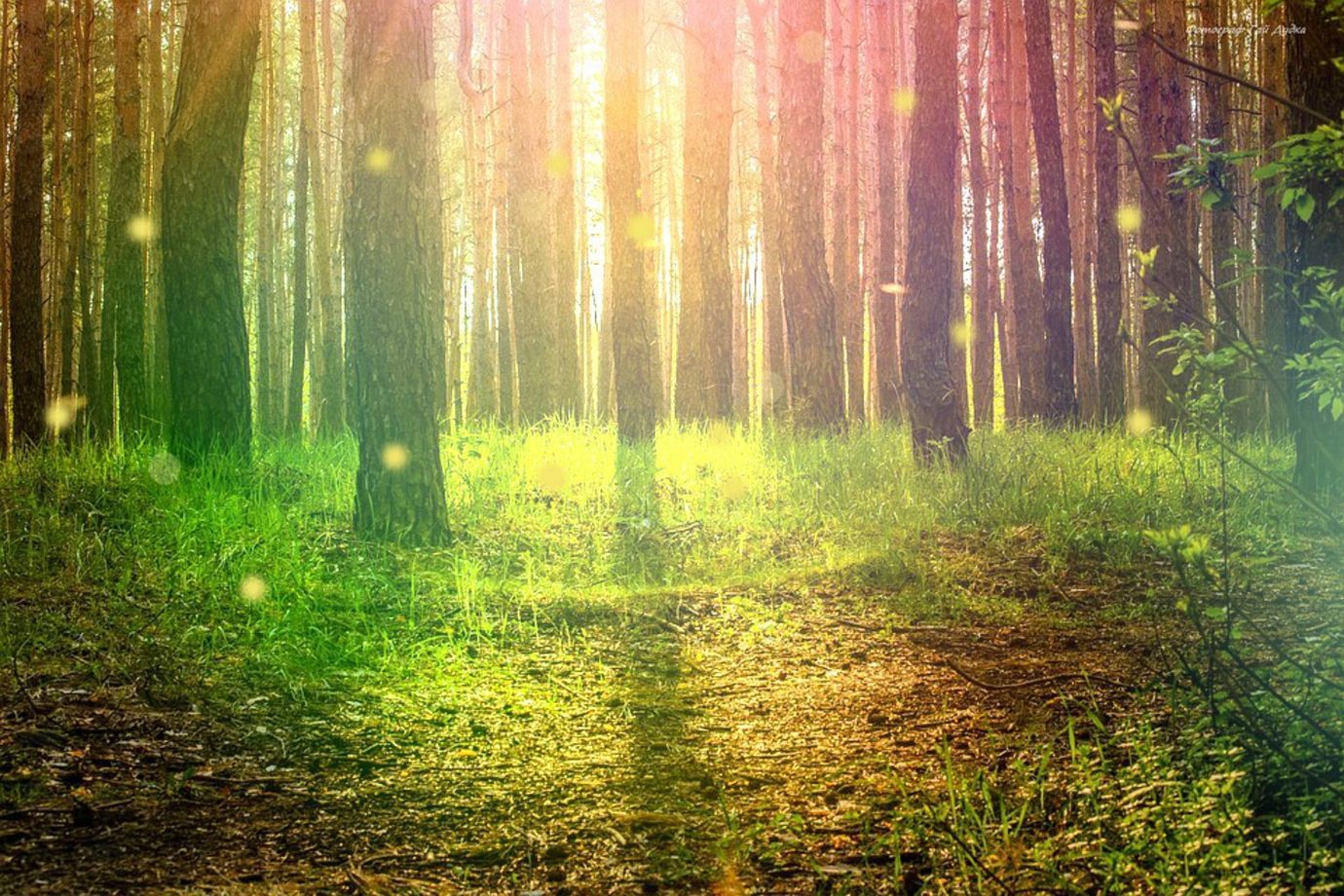 Faerie Hoe OnlyFans header