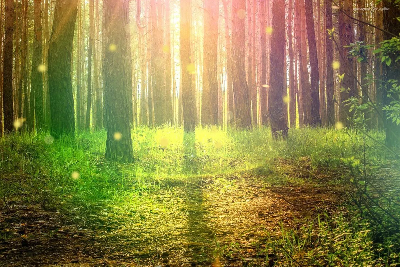 Faerie Hoe OnlyFans header