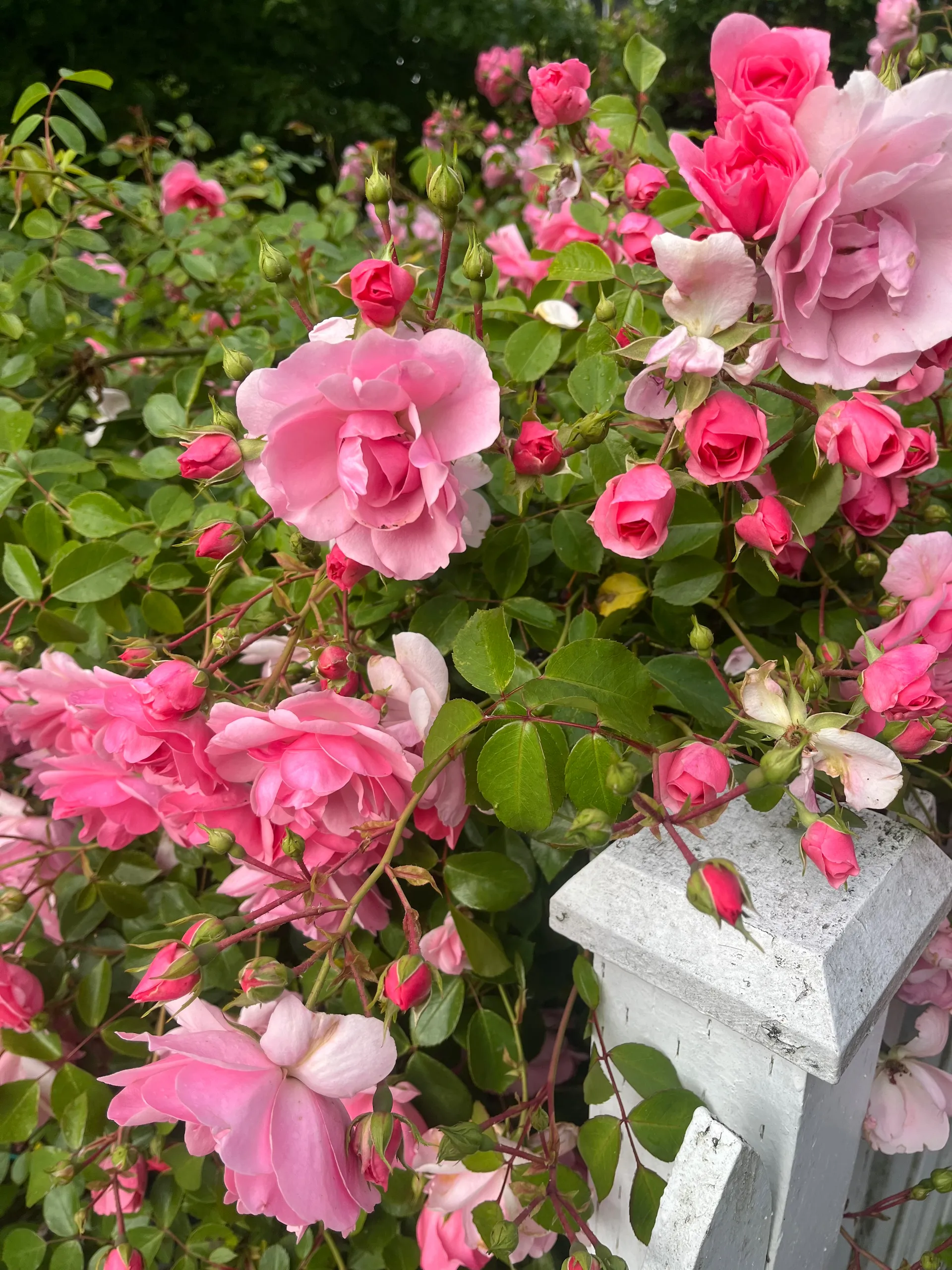 Miri OnlyFans header