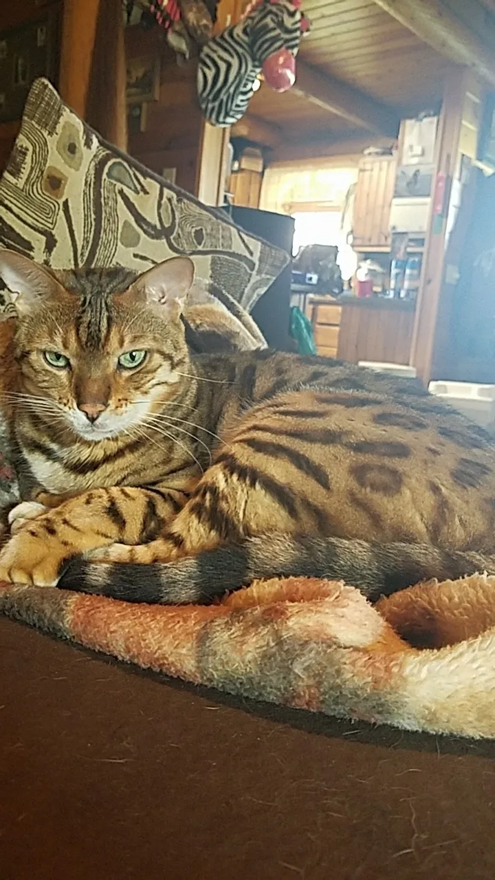 FaeryIndigo OnlyFans header