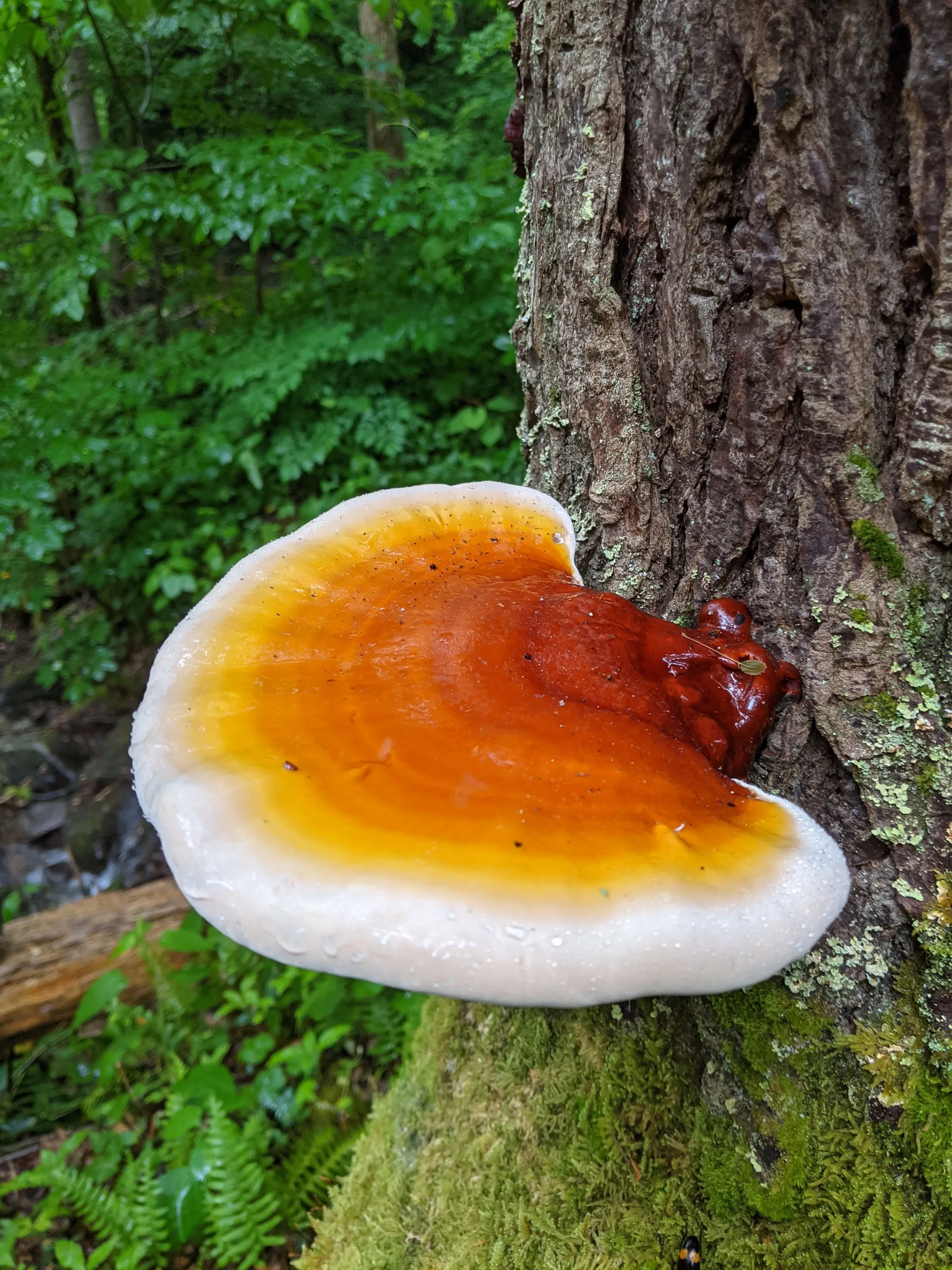 Christian Marr OnlyFans header