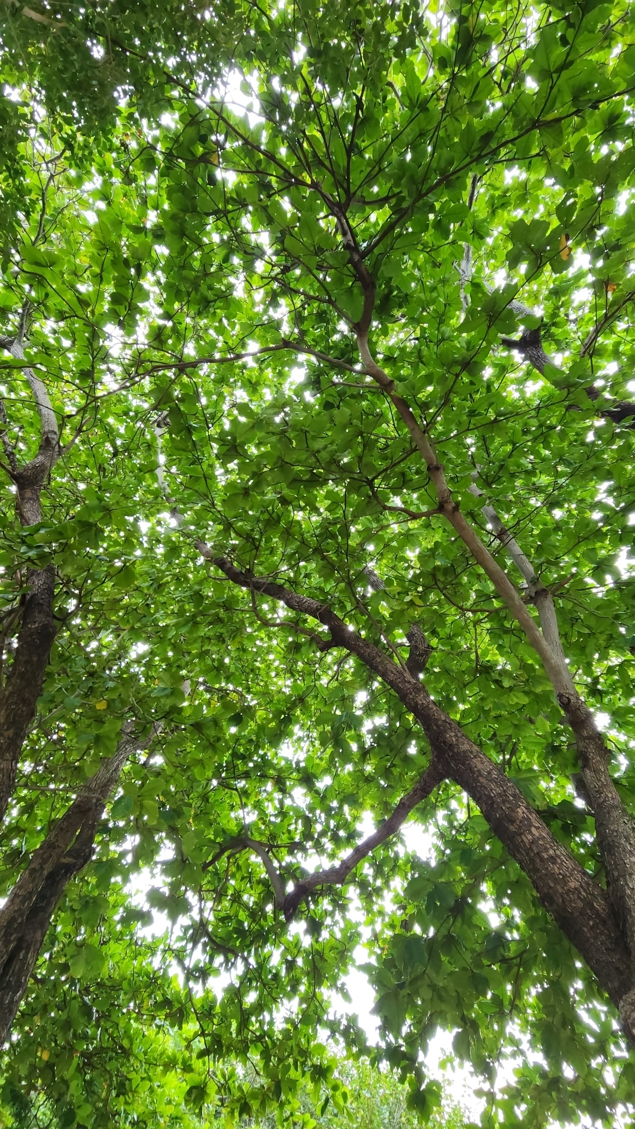 IslaFay OnlyFans header