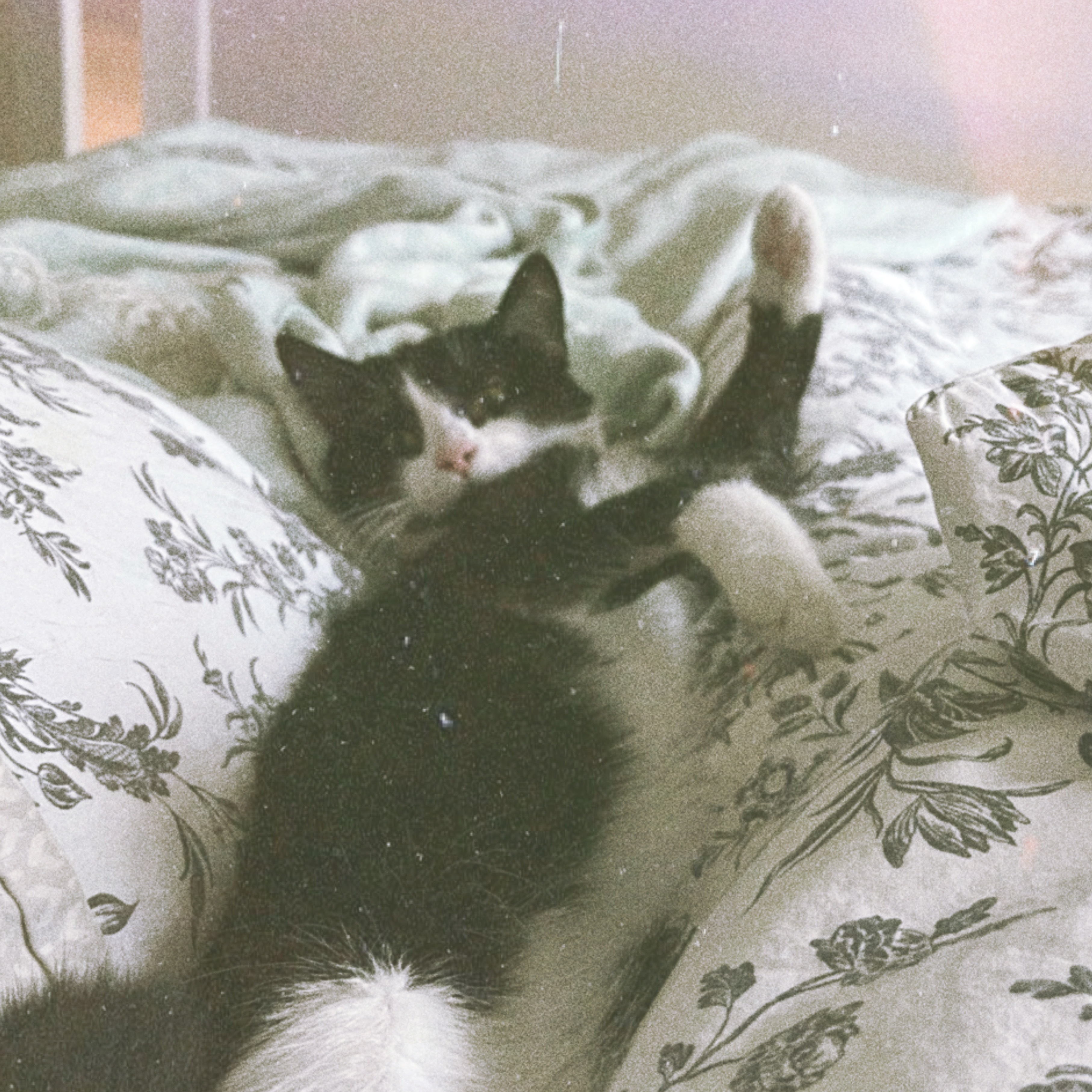 fae witch OnlyFans header