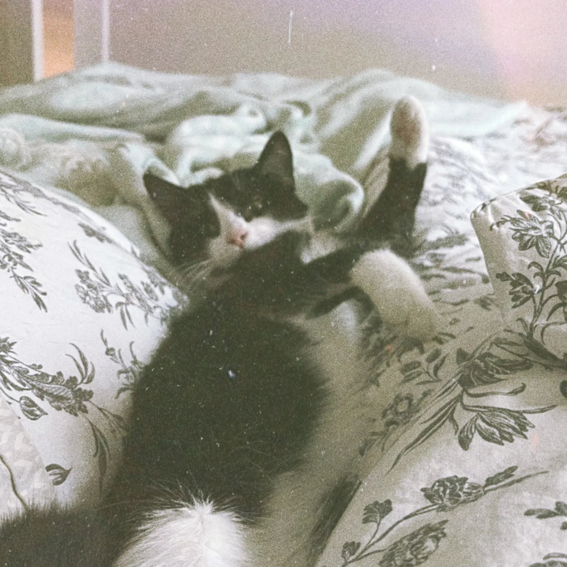 fae witch OnlyFans header