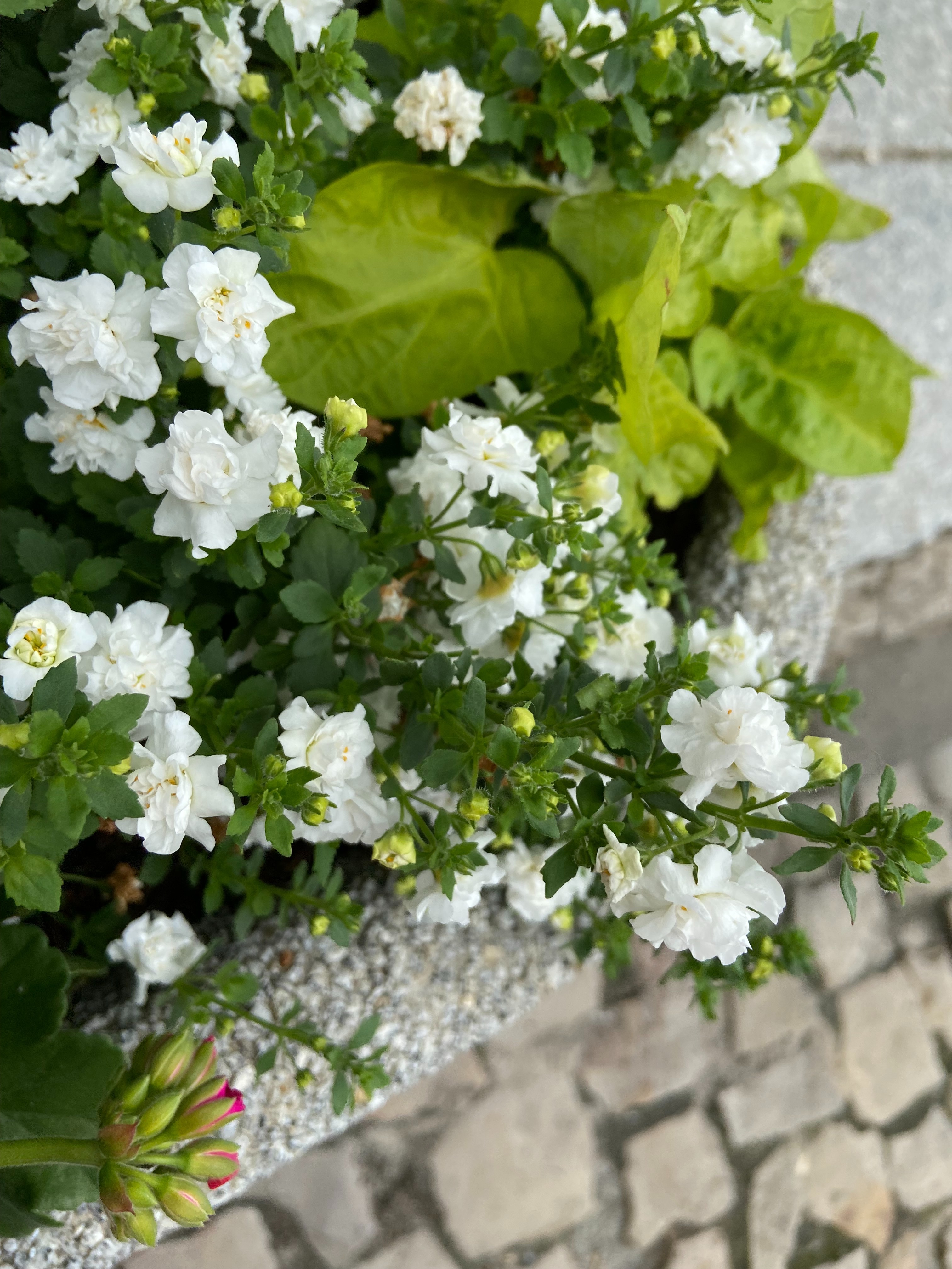 Fagataaa OnlyFans header