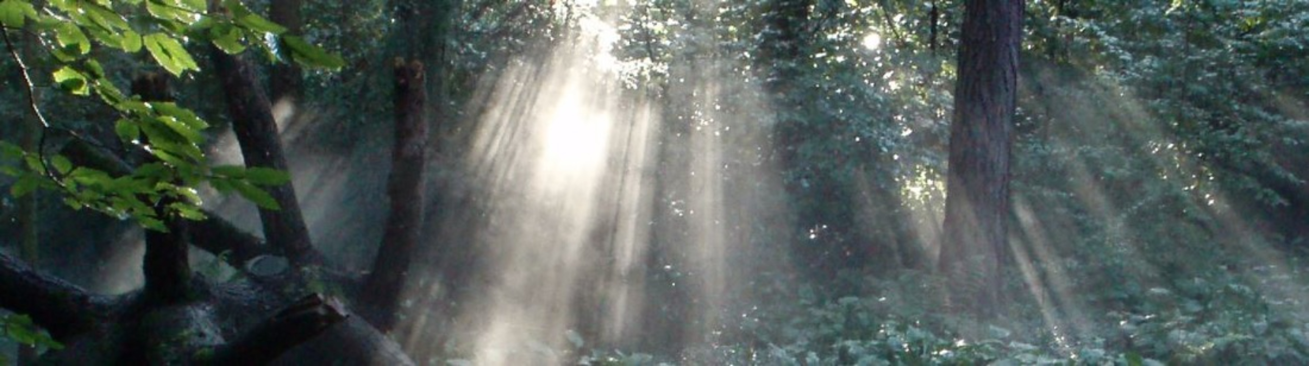 Fairy Desires OnlyFans header