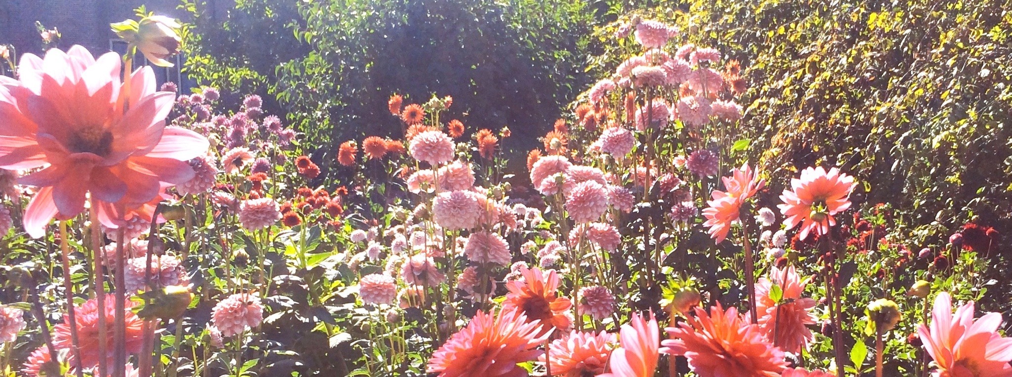 Princess Arcana OnlyFans header