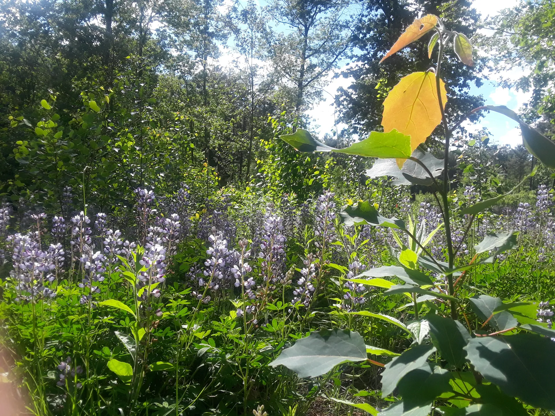 Bunni OnlyFans header