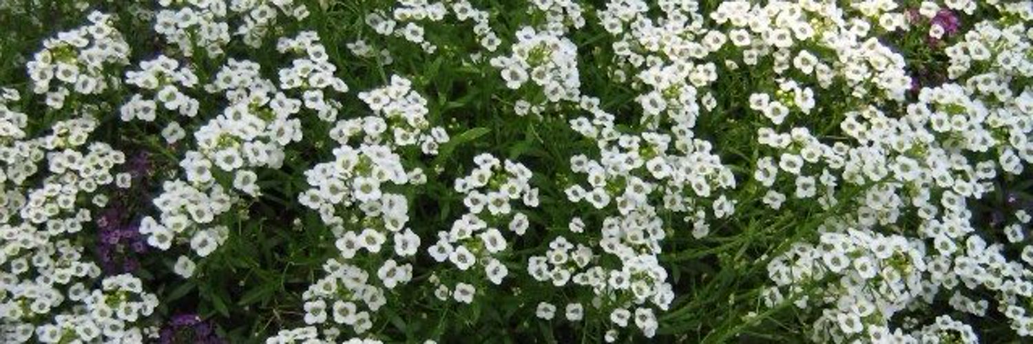 cutie☾☆ OnlyFans header