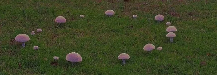 lyssa OnlyFans header