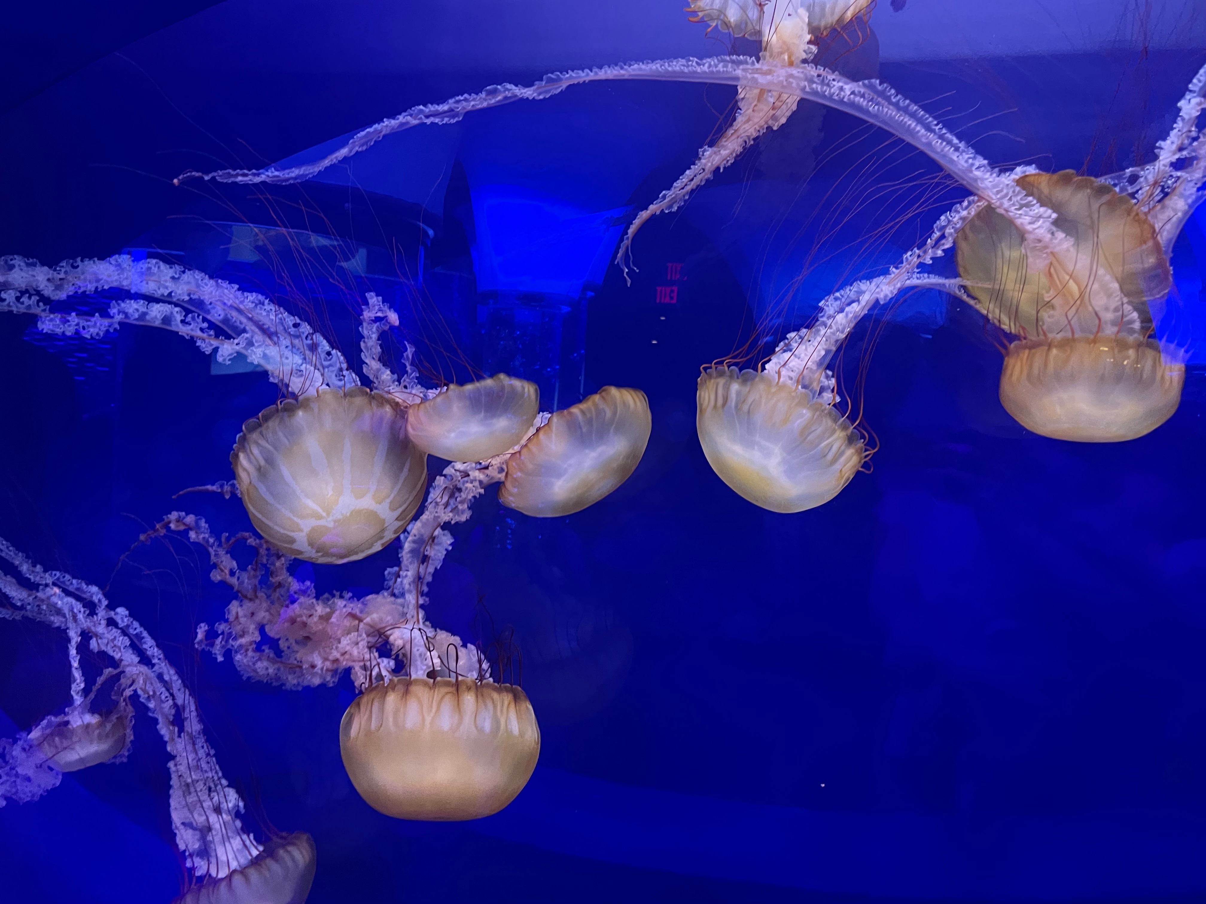 fairyelysia OnlyFans header