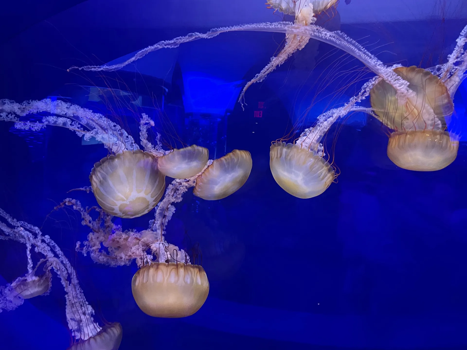 fairyelysia OnlyFans header