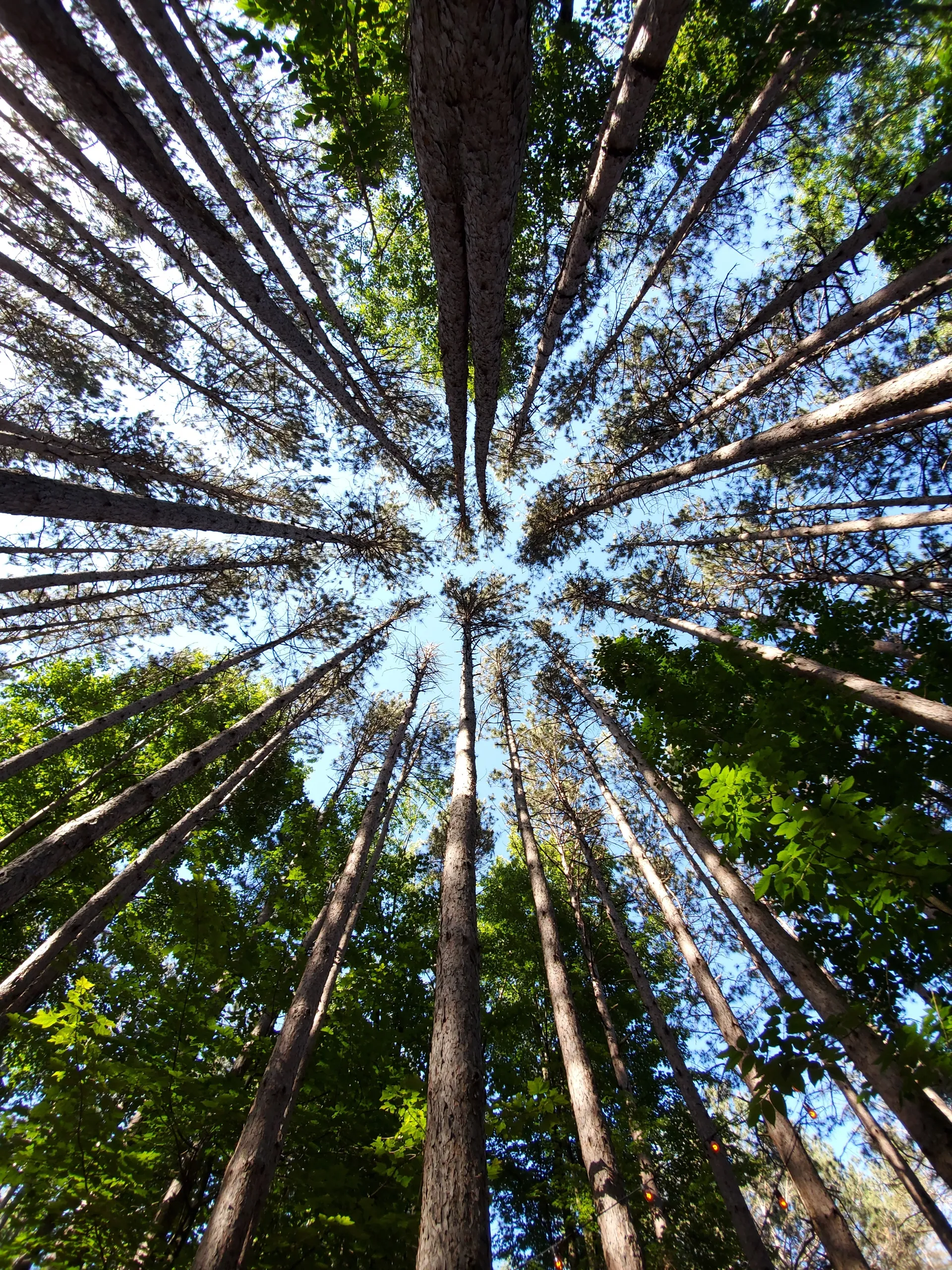 Fairy Feet Adventure OnlyFans header