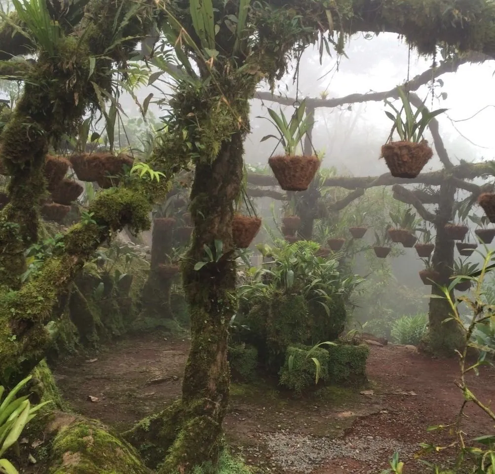 genesis OnlyFans header