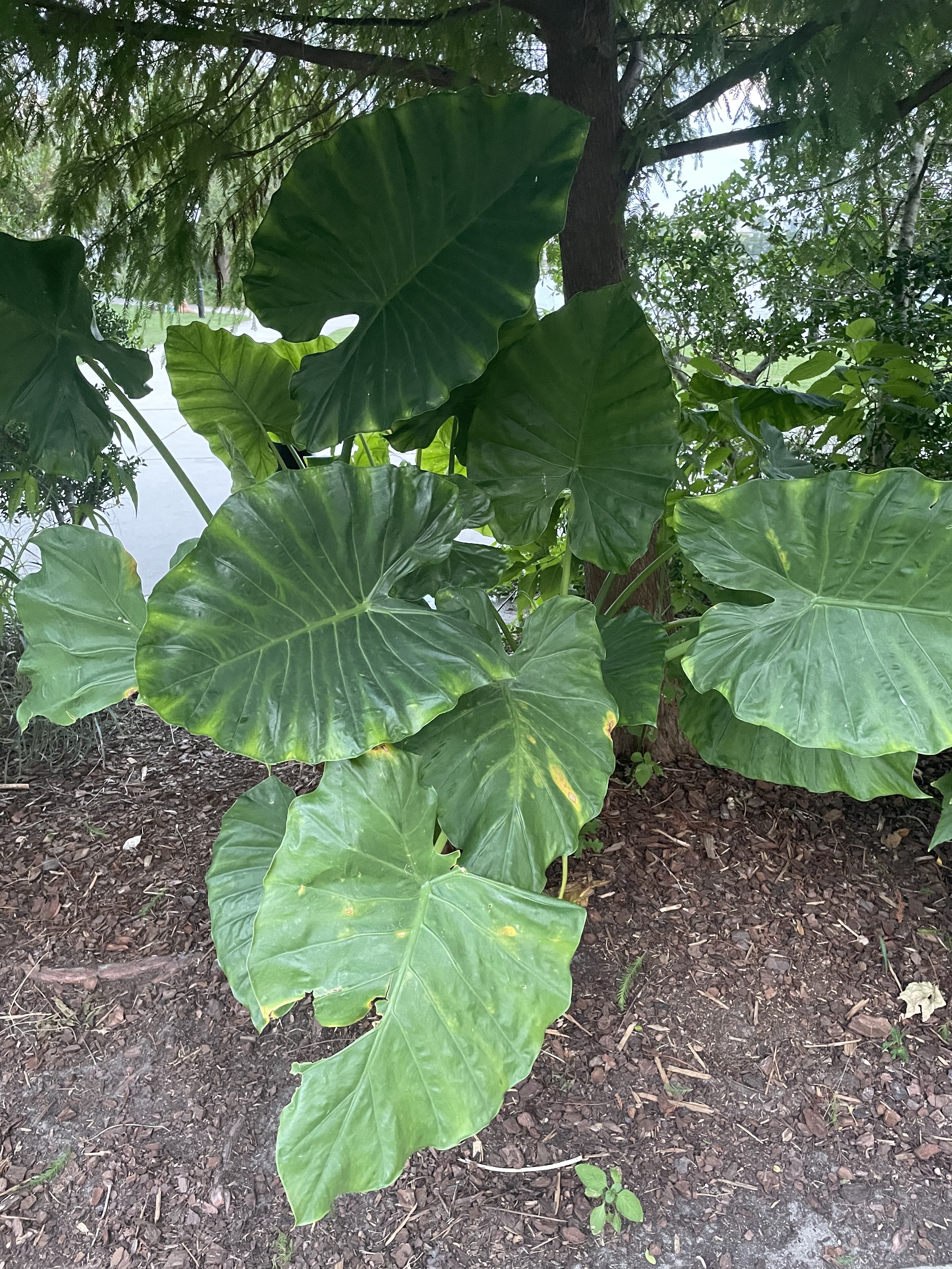 YaMuvaaa 🔥 OnlyFans header